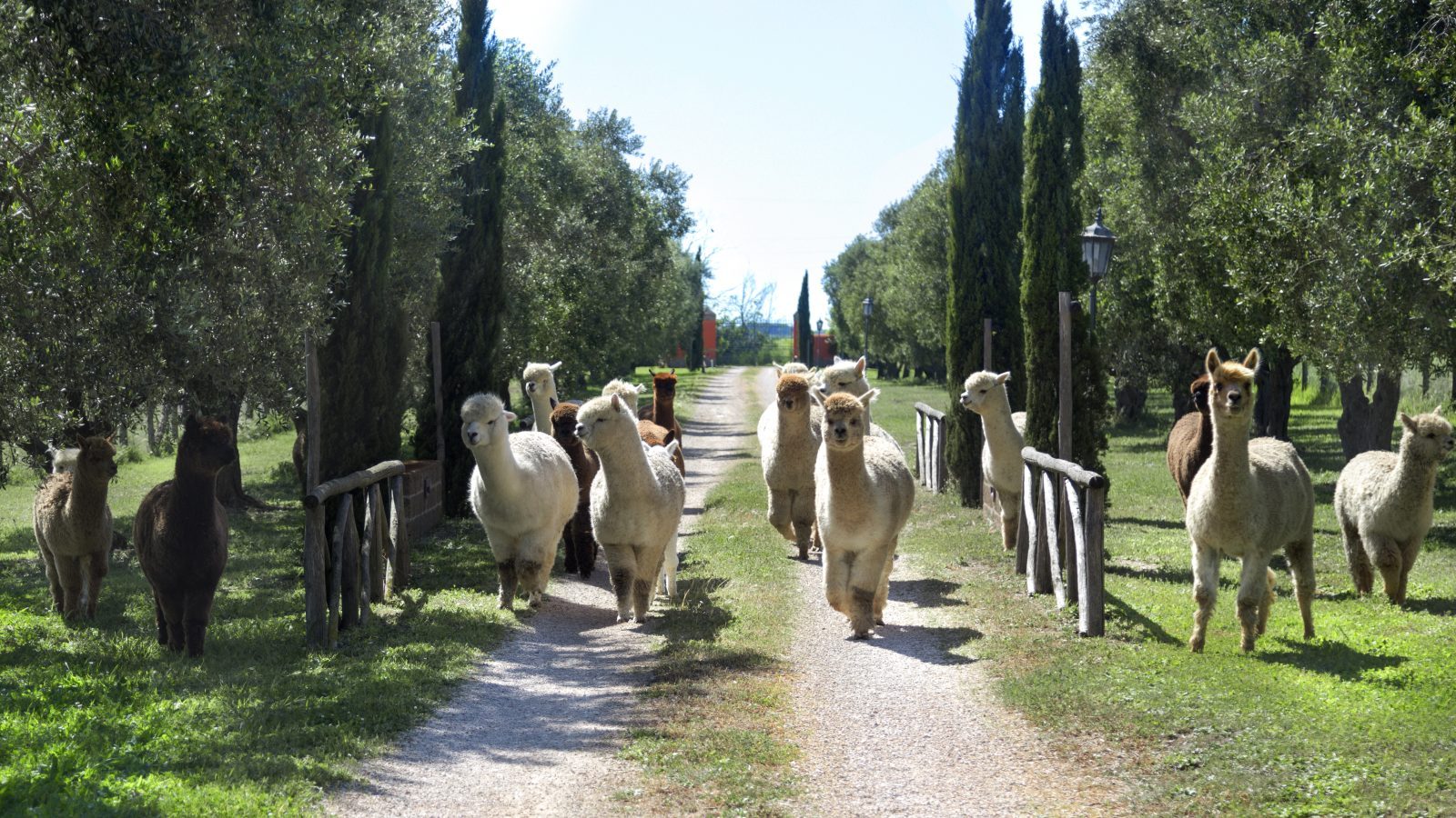 Google Ads per l'allevamento di alpaca più grande d'Italia
