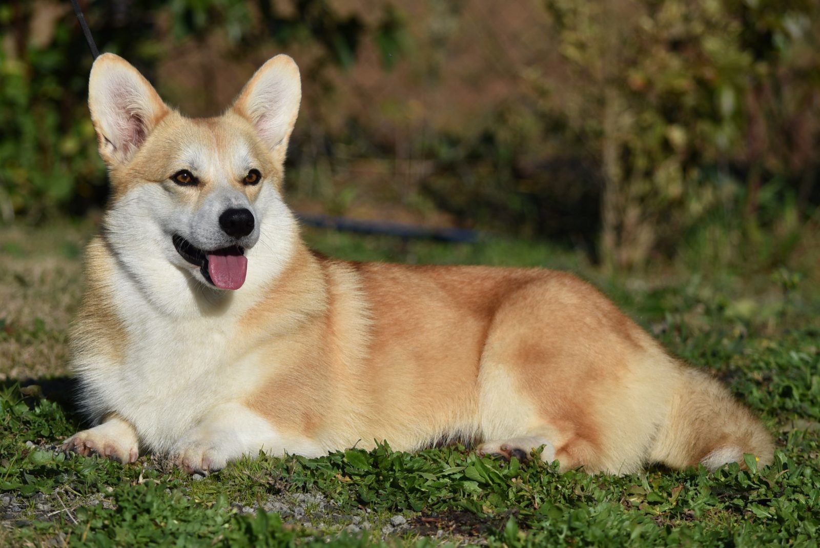 Sito web per un allevamento di Welsh Corgi